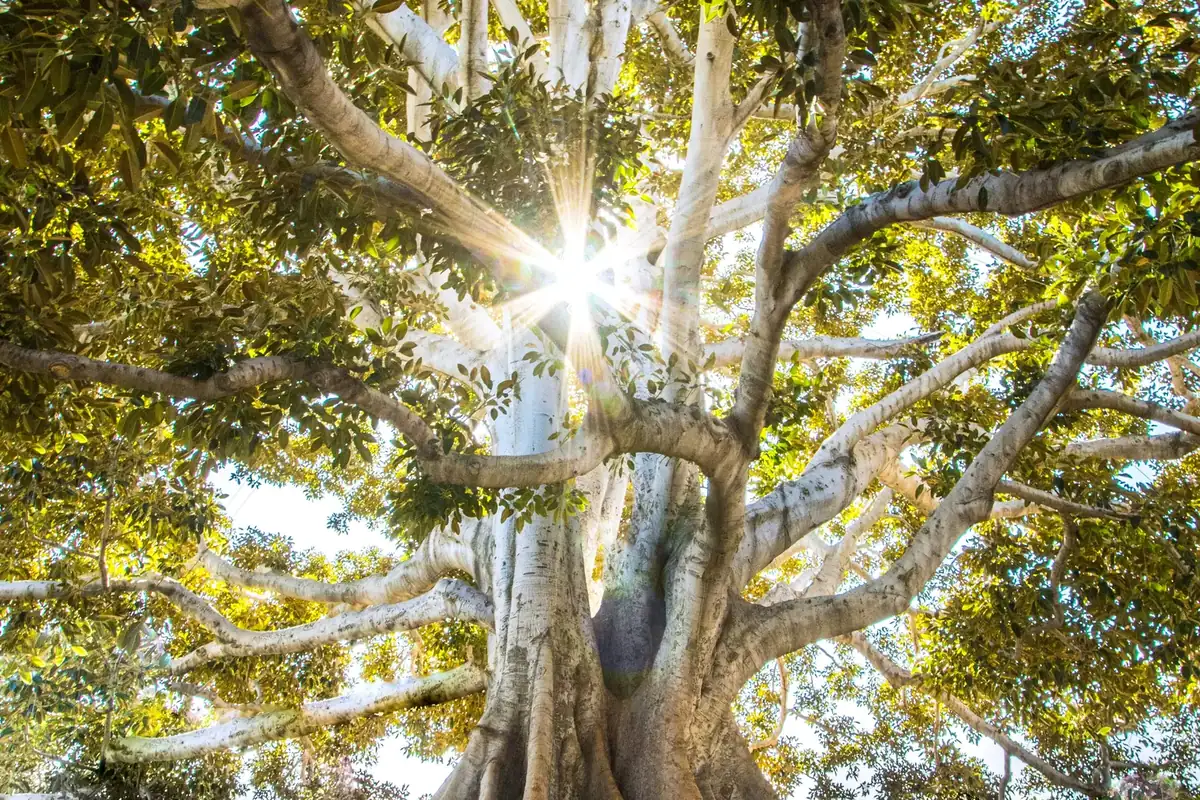 Árbol de raíces visibles al atardecer, imagen del linaje familiar